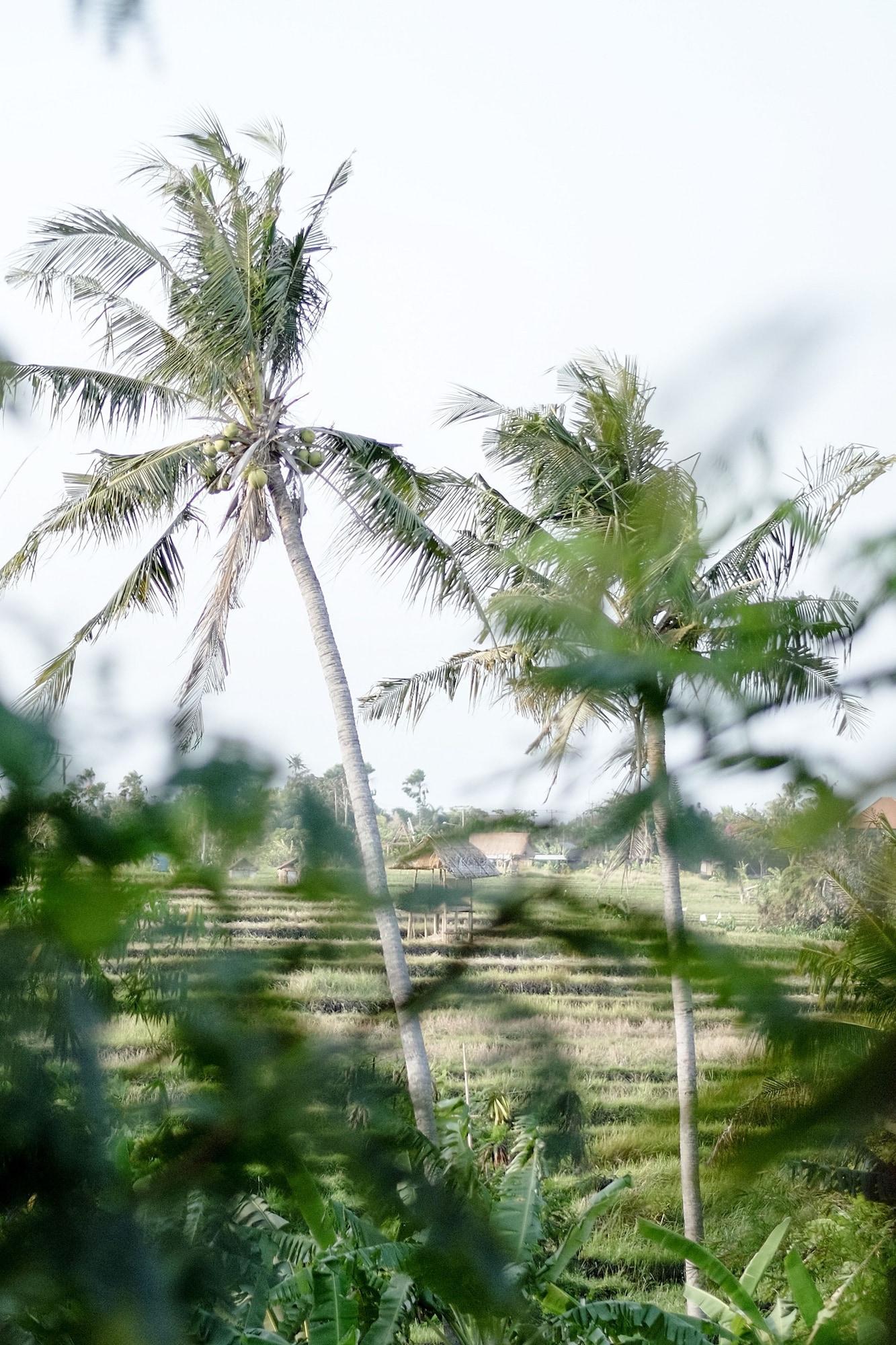 Planta Boutique Resort Canggu  Exterior photo